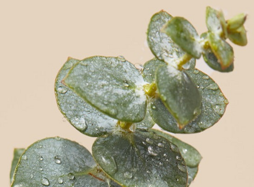 Eucalyptus