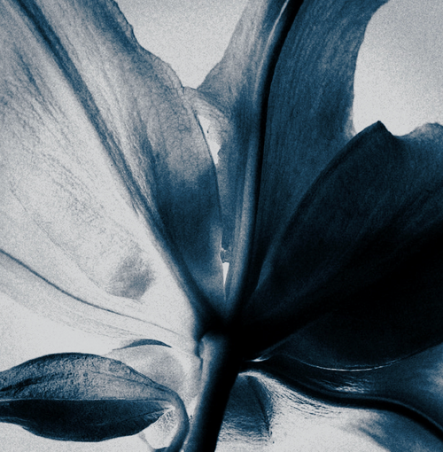 Indigo