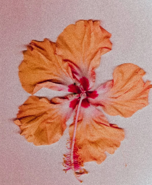 Hibiscus